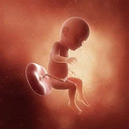 31 weeks fetus