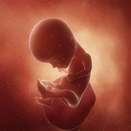 14 week fetus