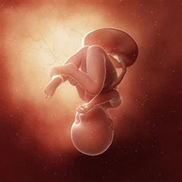 37 weeks fetus
