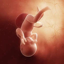 39 weeks fetus