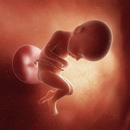 32 weeks fetus