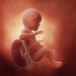 26 weeks fetus