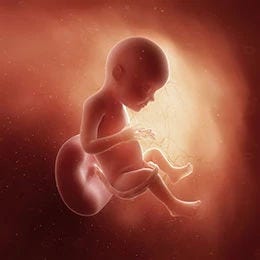 28 weeks fetus