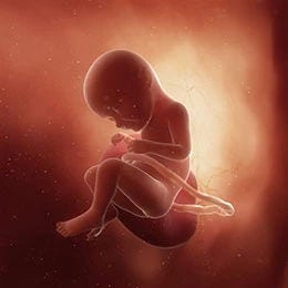 33 weeks fetus