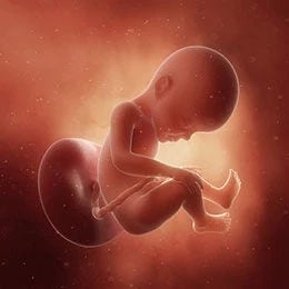 27 weeks fetus