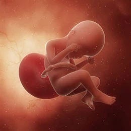 24 weeks fetus