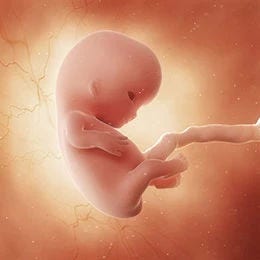 9 weeks fetus