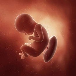 29 weeks fetus
