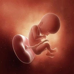 22 weeks fetus