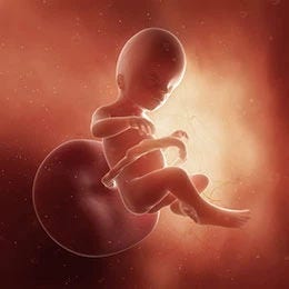 20 weeks fetus