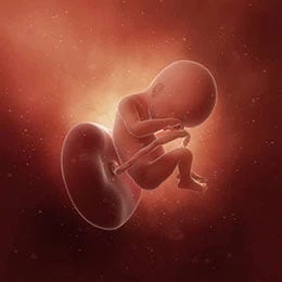 19 weeks fetus